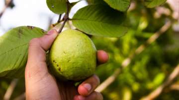 guava leaf tea in winter