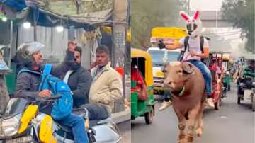 Delhi man with bunny-themed helmet rides bull 