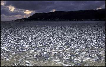 Thousands of dead fish seen on a beach in northern Japan.