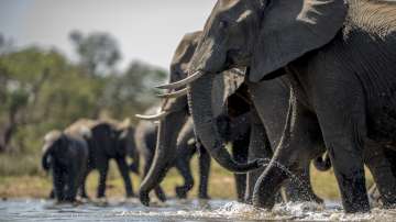 elephants in national park of kenya, africa