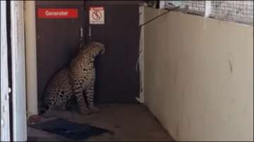 The leopard was seen at the Aditya Maternity and Eye Hospital in Shahada in Nandurbar district, Maharashtra.
