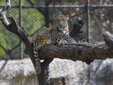 Gujarat, Leopard, leopard run over by goods train, Surat, gujarat divisional forest officer, surat n