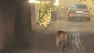 Leopard spotted roaming on Delhi streets near Sainik Farms.
