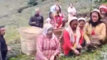Mamata Banerjee, MAMATA banerjee dances with tea leaves workers, west bengal cm plucks tea leaves Da
