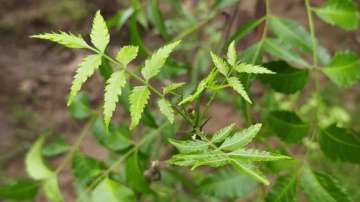 Neem leaves