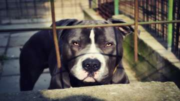 Delhi High Court, ban on dangerous dog breeds, dangerous dog breeds, dangerous dog breeds in india, 