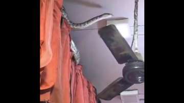 A 12-14 feet python was spotted at a market in Meerut. 
