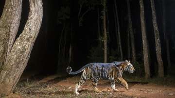 Rare images of Odisha's black tigers leave the internet amazed