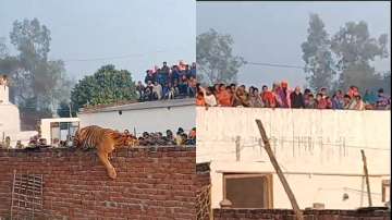 Tiger dozes on wall in Pilibhit village while a crowd gathers to catch glimpse of the animal in UP's Pilibhit district.