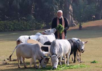 Prime Minister Narendra Modi feeds cows on the Makar Sankranti at his residence in New Delhi