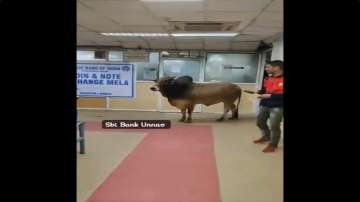 trending news, VIRAL VIDEO Bull, bull enters inside SBI Bank, bull in sbi branch Unnao, Uttar Prades