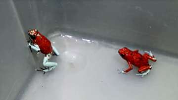 Poisonous dart frogs 