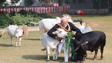 PM Modi with cows at his residence