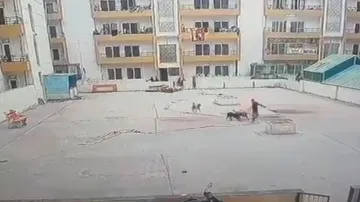 CCTV grab of dog accident