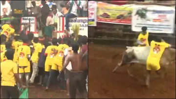 Jallikattu 