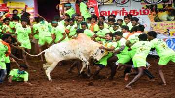 Jallikattu 2024, 12000 bulls, 4500 bull tamers, jallikattu festival, Tamil Nadu, Madurai news, lates