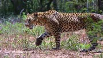 Gujarat: Leopard skin, nails seized in Valsad, 7 held
