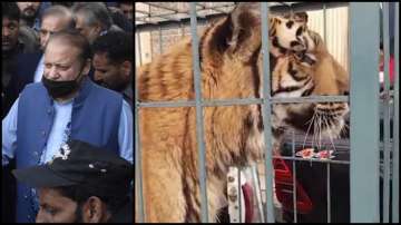 Pakistan, Nawaz Sharif, lion and tiger, Lahore rally