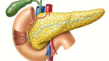 pancreas