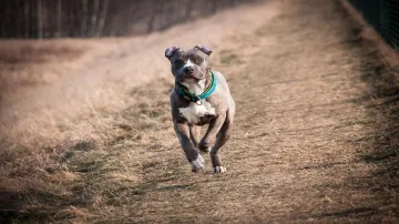 The dog owner had not held on to the leash properly when the pit bull attacked, the child's grandfather said.