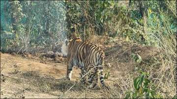 Oldest tigress ST-2 dies