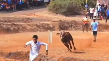 Trending news, cricket match, bull