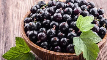 Superfood Black Currant