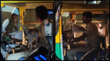 Bengaluru, dog, auto driver