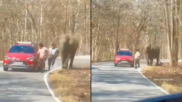 The elephant chasing the two tourists. 