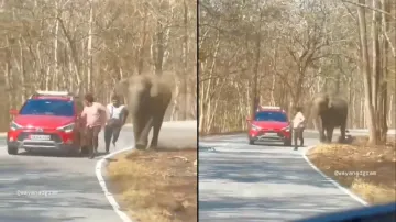 The elephant chasing the two tourists. 