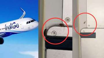 Passenger spots cockroaches in the food area of IndiGo flight