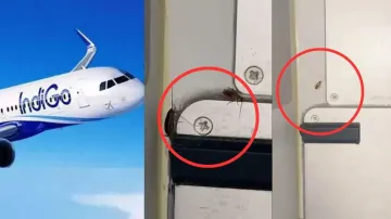 Passenger spots cockroaches in the food area of IndiGo flight