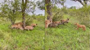 Lioness rescues her cub from hungry clan of hyenas