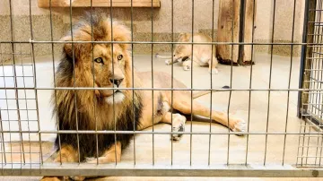 Man enters lions enclosure to take selfie in Andhra zoo, gets mauled to death