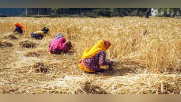 Cabinet meeting, Kharif crops, subsidy on kharif crops