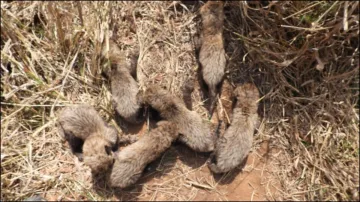 Madhya Pradesh, Cheetahs, Gamini, cubs, Kuno National park