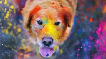 Tips to celebrate holi pet-friendly way