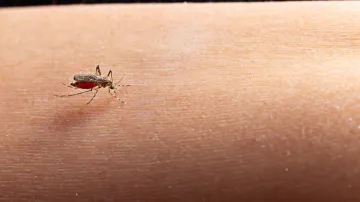 Mosquito bite