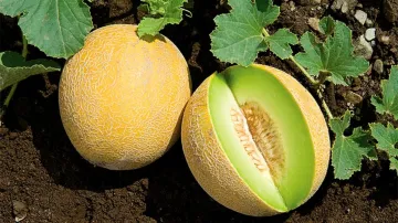 Superfood Galia Melon