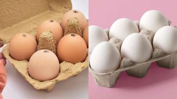 Natural Egg vs Artificial Egg