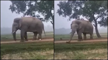 An elephant playing football in Jharkhand.