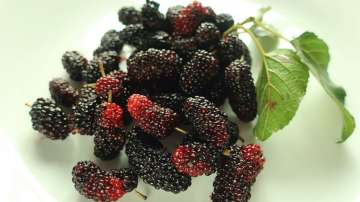 Mulberries