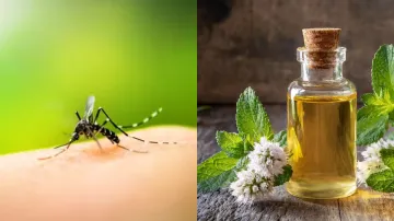 natural mosquito repellants