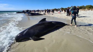 People walk near whales stranded on a beach at Toby's Inlet, Dunsborough