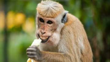 Monkey Attack, Basti Trending News