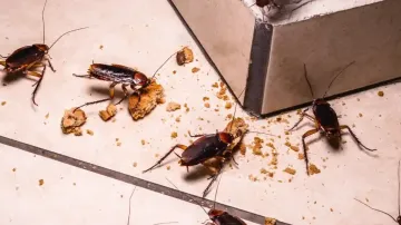 cockroaches in kitchen