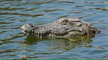 Woman throws speech-disabled child into crocodile infested river in Karnataka