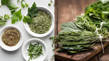 Dried Herbs vs Fresh Herbs