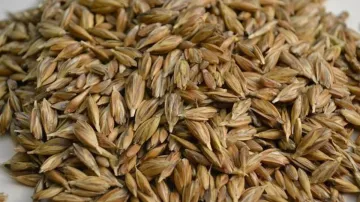 Khapli Wheat