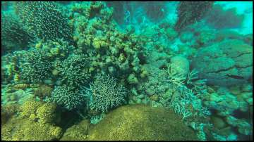 Lakshadweep, coral reefs, coral bleaching